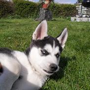 Siberian husky Zacky