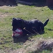 Rottweiler Vom Hause Wenorra Cawella