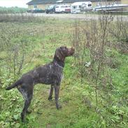 Ruhåret hønsehund Pigro