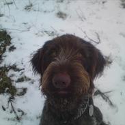 Ruhåret hønsehund Pigro