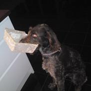 Ruhåret hønsehund Pigro