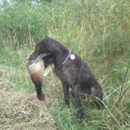 Ruhåret hønsehund Pigro