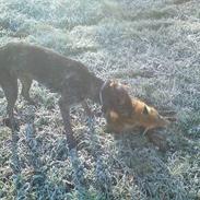 Ruhåret hønsehund Pigro