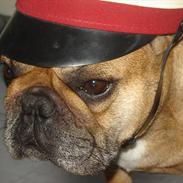 Fransk bulldog Lesley-Carla