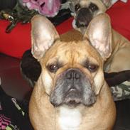 Fransk bulldog Lesley-Carla