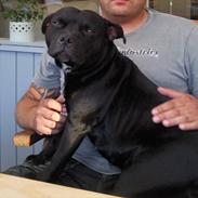 Staffordshire bull terrier Sif