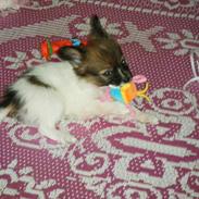 Papillon Asta