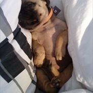 Blanding af racer Tinke