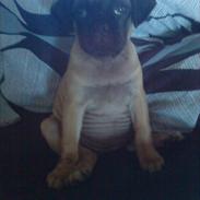 Blanding af racer Tinke