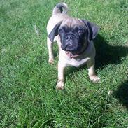 Blanding af racer Tinke