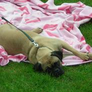 Blanding af racer Tinke