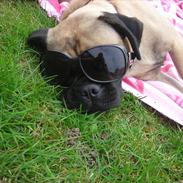 Blanding af racer Tinke