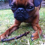 Griffon petit brabancon Bissen Alexa