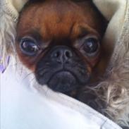 Griffon petit brabancon Bissen Alexa