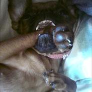 Griffon petit brabancon Bissen Alexa