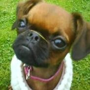 Griffon petit brabancon Bissen Alexa