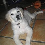 Golden retriever Ludvig