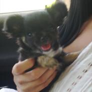 Chihuahua Lilo