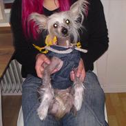 Chinese crested hårløs Chanel