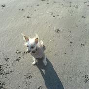 Chinese crested hårløs Chanel
