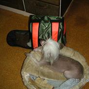 Chinese crested hårløs Chanel
