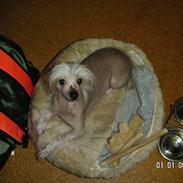 Chinese crested hårløs Chanel