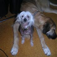 Chinese crested hårløs Chanel