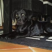 Labrador retriever Delta