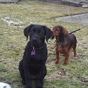 Labrador retriever Delta