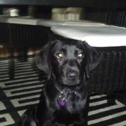 Labrador retriever Delta