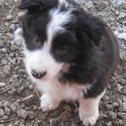 Border collie Cody