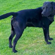 Labrador retriever charlie