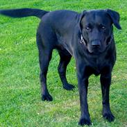 Labrador retriever charlie