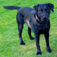 Labrador retriever charlie