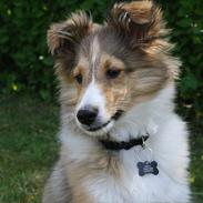 Shetland sheepdog Shila