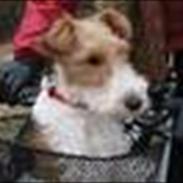 Ruhåret foxterrier Fifi