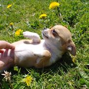 Chihuahua jelly-belly