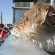 Blanding af racer Zico