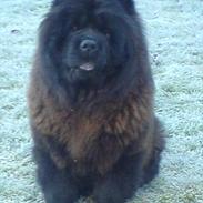 Chow chow Mandie