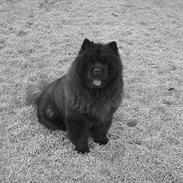 Chow chow Mandie