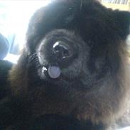 Chow chow Mandie