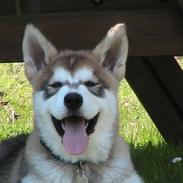 Alaskan malamute Balder