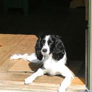 Field Trial spaniel Sif