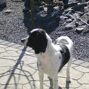 Field Trial spaniel Sif