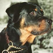 Rottweiler Stoneweiler´s Fiery Son of Diamond