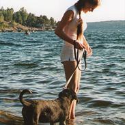 Rottweiler Stoneweiler´s Fiery Son of Diamond