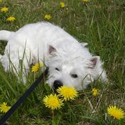 West highland white terrier Bellis