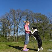 Border collie Moss