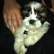 Blanding af racer Boomer - Luna 