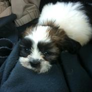 Blanding af racer Boomer - Luna 